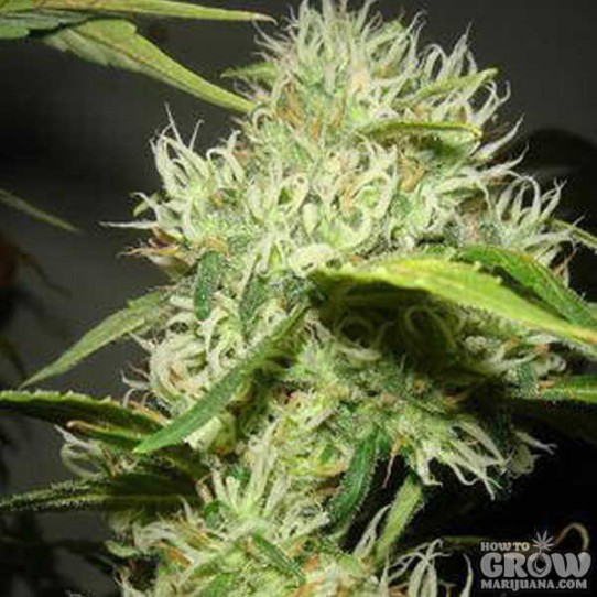Catweazle – Moonflower Marijuana Seeds