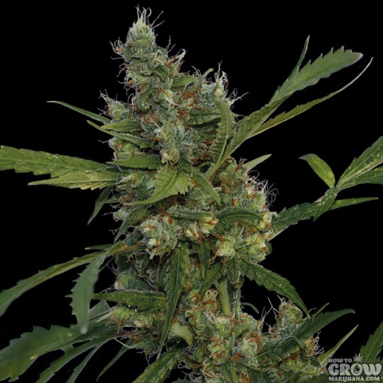 Barneys – Morning Glory Feminized Marijuana Seeds