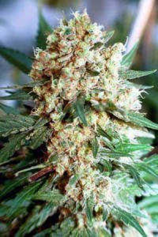 Northern Lights - Weed Cannabis Marijuana Online At Natural Grow Dispensary