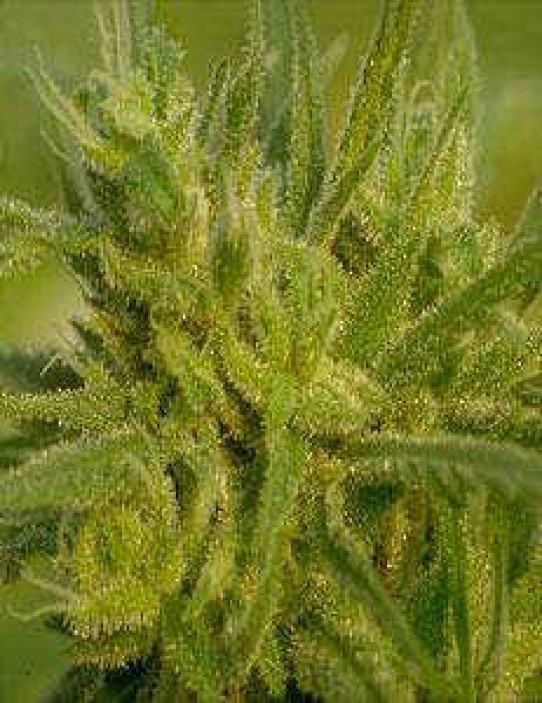 Original Haze Feminized Marijuana Seeds