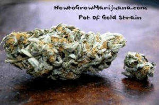 Pot of Gold Weed Seeds