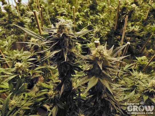 The Pro Grower’s Checklist: Tips for Awesome Marijuana Growing