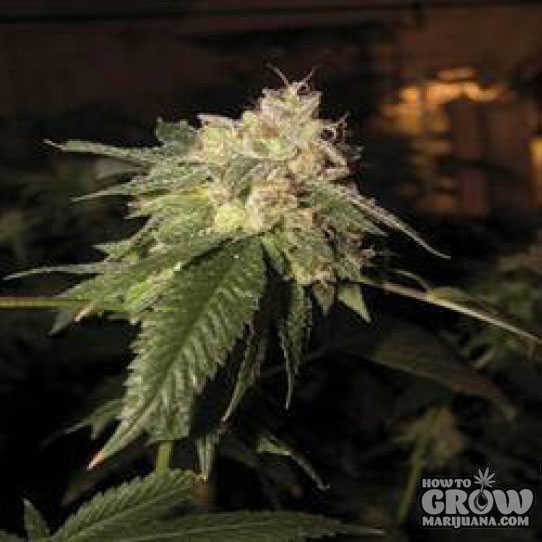 Reserva Privada – OG Kush Feminized Marijuana Seeds
