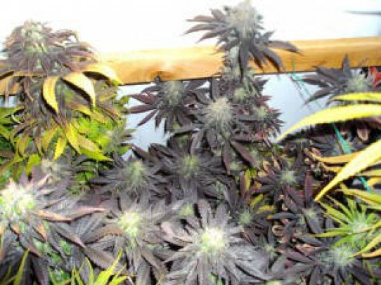 Reserva Privada Purple Wreck Weed Marijuana Seeds
