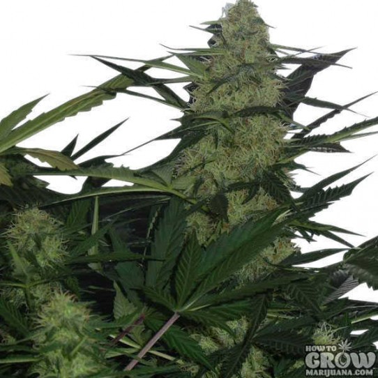 Royal Queen – Royal AK Feminized Marijuana Seeds