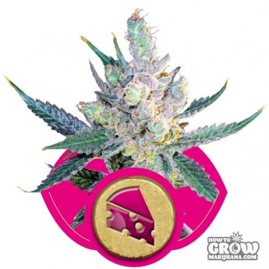 Royal Queen – Royal Cheese Feminized Seeds