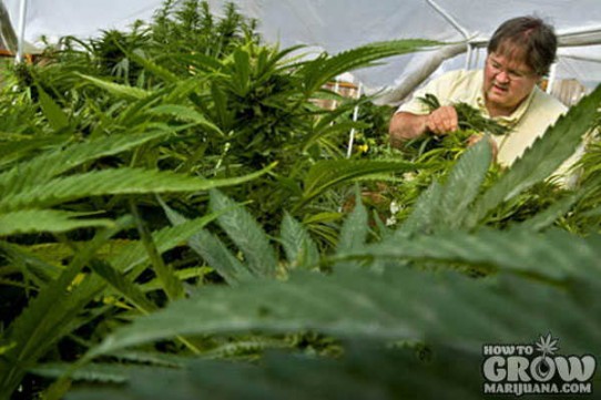 Marijuana Leaf Symptoms and Nutrient Deficiencies – Sick Plants