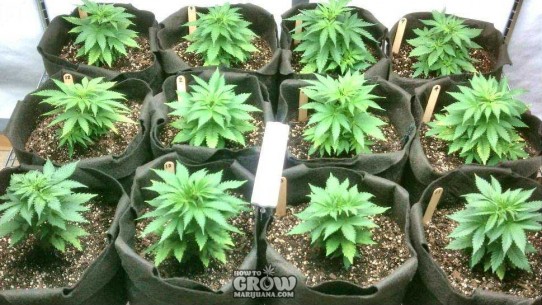 Marijuana Cloning