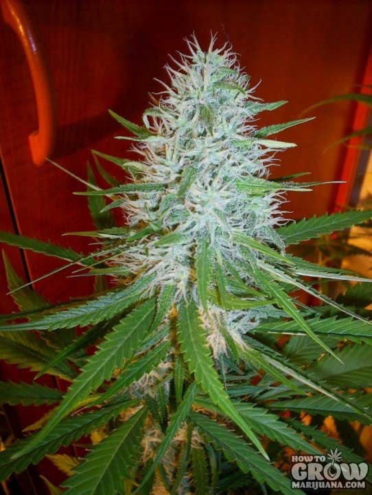 Sensi – White Diesel Feminized Cannabis Seeds
