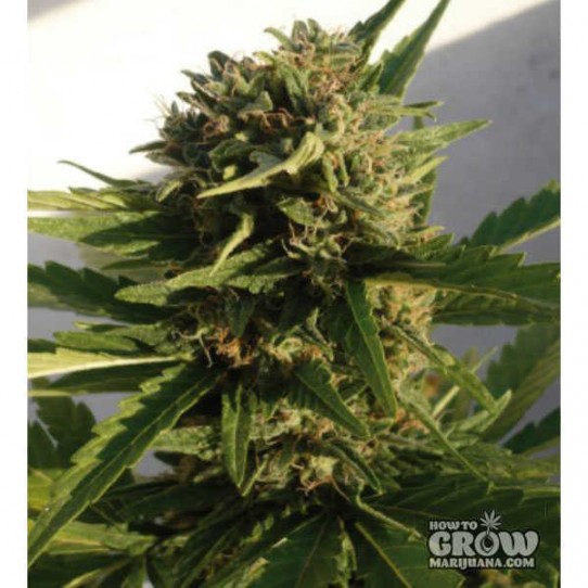 Buddha – Red Dwarf Autoflowering Feminized Marijuana Seeds