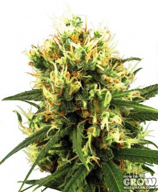 White Label – White Haze Automatic Marijuana Seeds