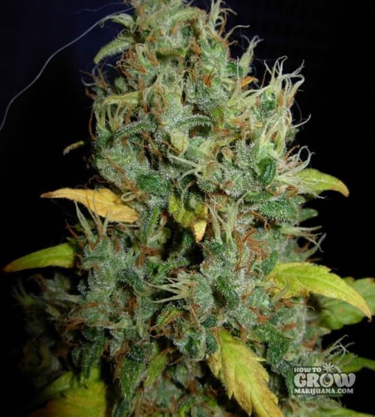 Female X-Line – White Widow X Big Bud Feminized Marijuana Seeds
